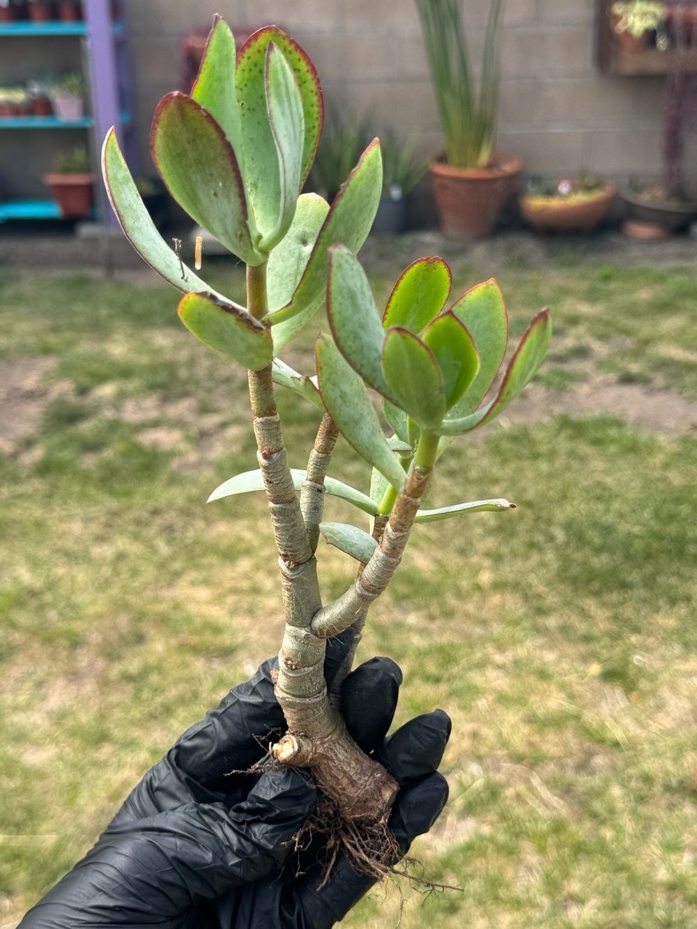 Silver Dollar Jade Plant (Crassula Arborescens)